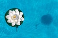 Amazing water lily in a swimming pool Royalty Free Stock Photo